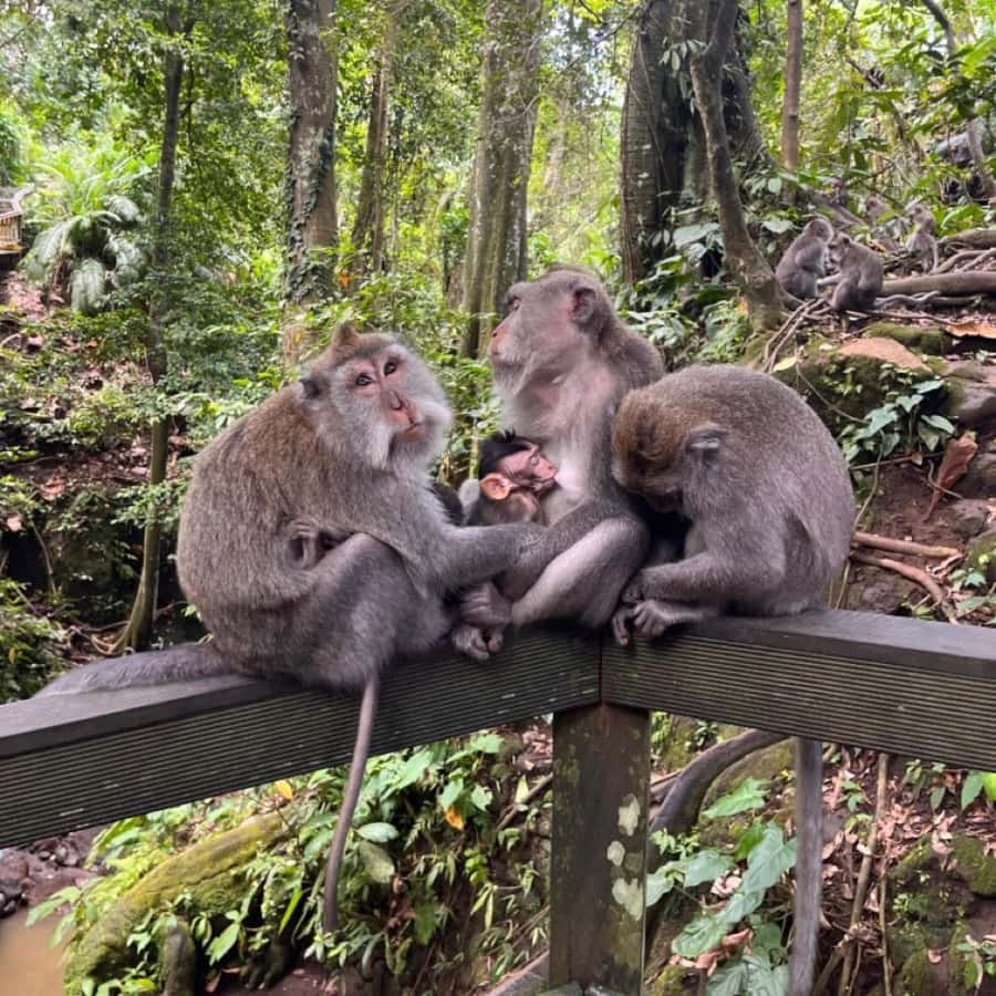 North Bali: Monkey Forest -Waterfall- Rice Terrace-Ulun Danu - North Bali in One Shot, Forest to Temple
