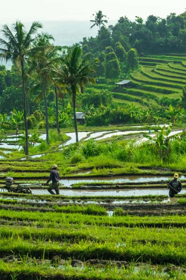 North Bali: Monkey Forest -Waterfall- Rice Terrace-Ulun Danu - Ulun Danu Beratan Temple: Architecture With Big View Energy