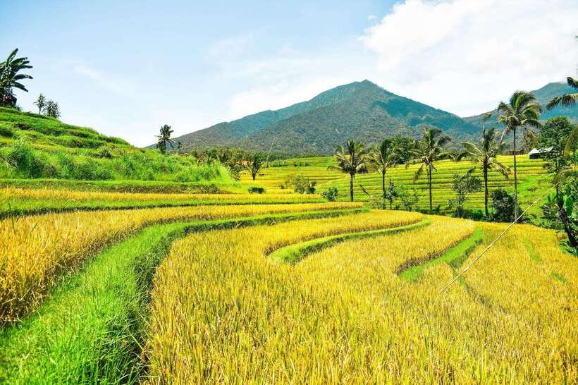 North Bali: Private Day Tour with Banyumala Waterfall - Banyumala Waterfall: Swim Time and What to Expect