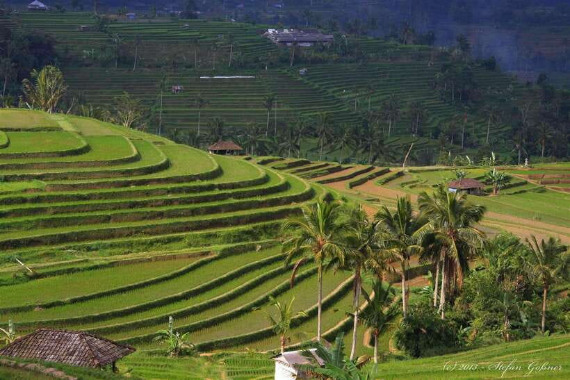 North Bali: Private Day Tour with Banyumala Waterfall - Jatiluwih Rice Terrace UNESCO: How to Make 30 Minutes Count