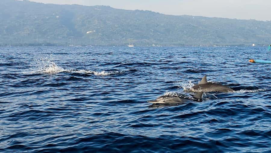 North Bali:Sunrise Dolphin Watching&CookingClass experience - Lunch That Actually Tastes Like Your Work