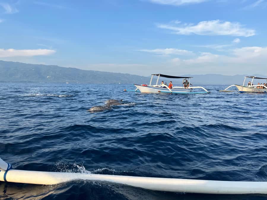North Bali:Sunrise Dolphin Watching&CookingClass experience - Price and Value: Why $17 Can Make Sense for a Two-Part Day