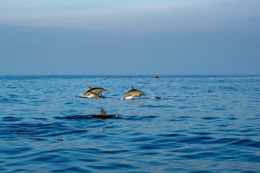 North Bali: Sunrise Tour with Dolphins, Waterfalls & Temples - Ulundanu Bratan Temple on the Lake: The Scenic Culture Moment