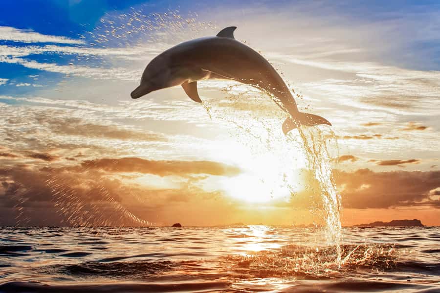 North Bali: Sunrise Tour with Dolphins, Waterfalls & Temples - Riding North Bali: Comfort, Timing, and the Small Group Rhythm