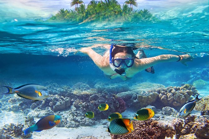 Nusa Lembongan Island: Snorkeling & Mangrove Forest Day Tour - Key highlights you should care about