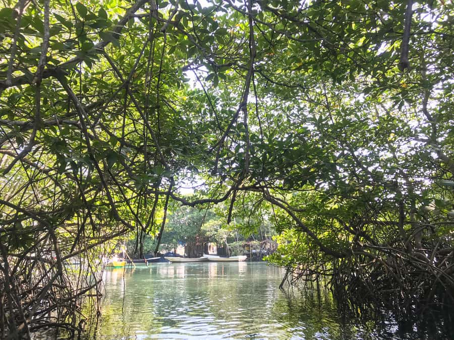 Nusa Lembongan Mangrove & Island Tour - Getting There: Speedboat Ride and Transfers from Bali