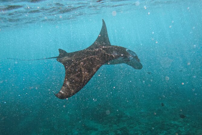 Nusa Penida day trip: boat, 4 snorkeling, Manta rays & Land tour - Key highlights I’d aim for on this Nusa Penida day trip
