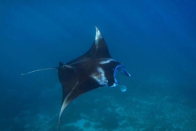 Nusa Penida day trip: boat, 4 snorkeling, Manta rays & Land tour - Who this Nusa Penida manta-and-snorkeling day trip is best for