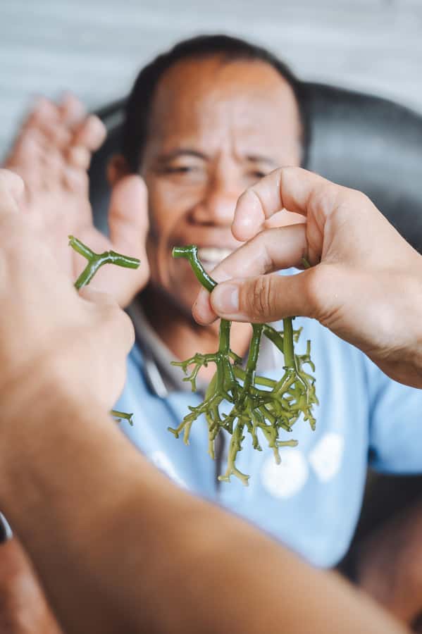 Nusa Penida: Ecotourism, Seaweed Farming & East Tour - Seaweed farming hands-on, not a slideshow