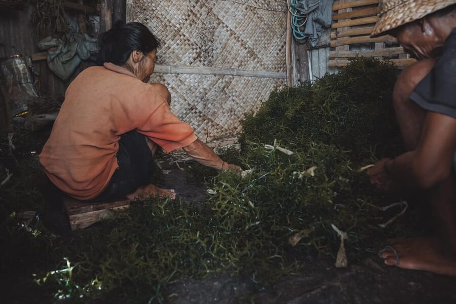 Nusa Penida: Ecotourism, Seaweed Farming & East Tour - Transportation and timing that keep the day focused