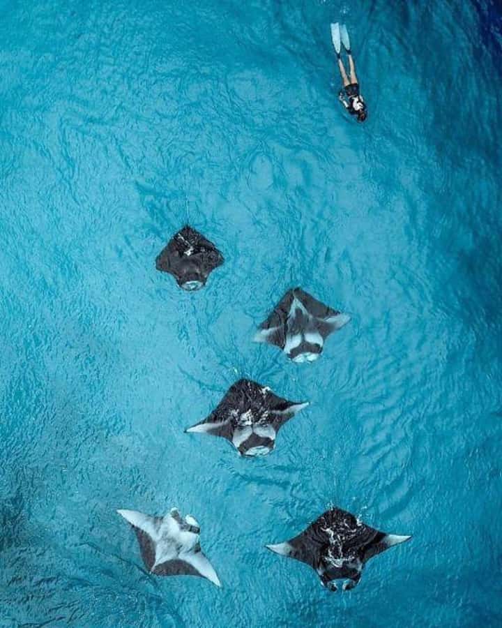 Nusa Penida: Full Day Private Snorkeling With Manta Ray - Key highlights you will actually care about