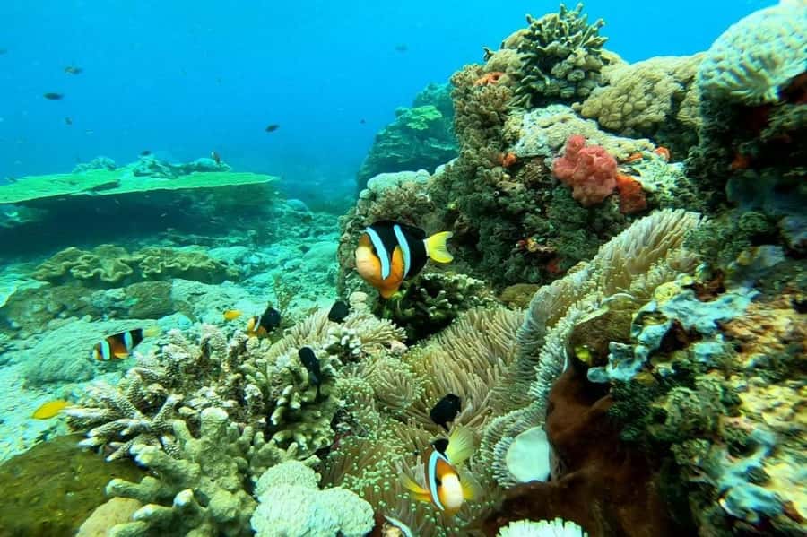 Nusa Penida: Full Day Private Snorkeling With Manta Ray - Maruti Beach Club meet point and how the morning runs