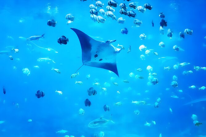 Nusa Penida Island Beach Tour With Snorkeling - Departure From Bali Island - Pickup, 6:30 am start, and the day’s real timing