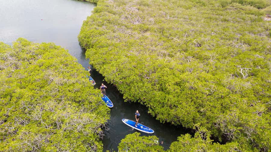 Nusa Penida: Snorkel 3 Spots w/ GoPro & Mangrove Paddle Tour - The Wall and the boat day reality