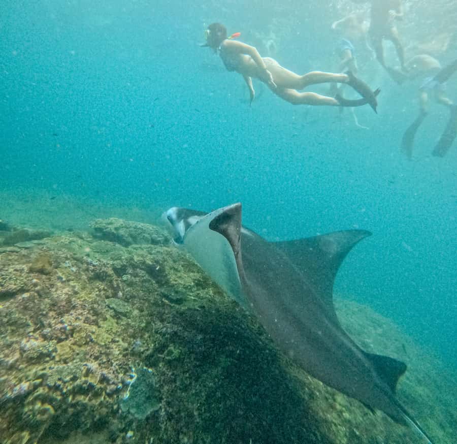 Nusa Penida: Snorkel 3 Spots w/ GoPro & Mangrove Paddle Tour - Price and value at $16: what you are really paying for