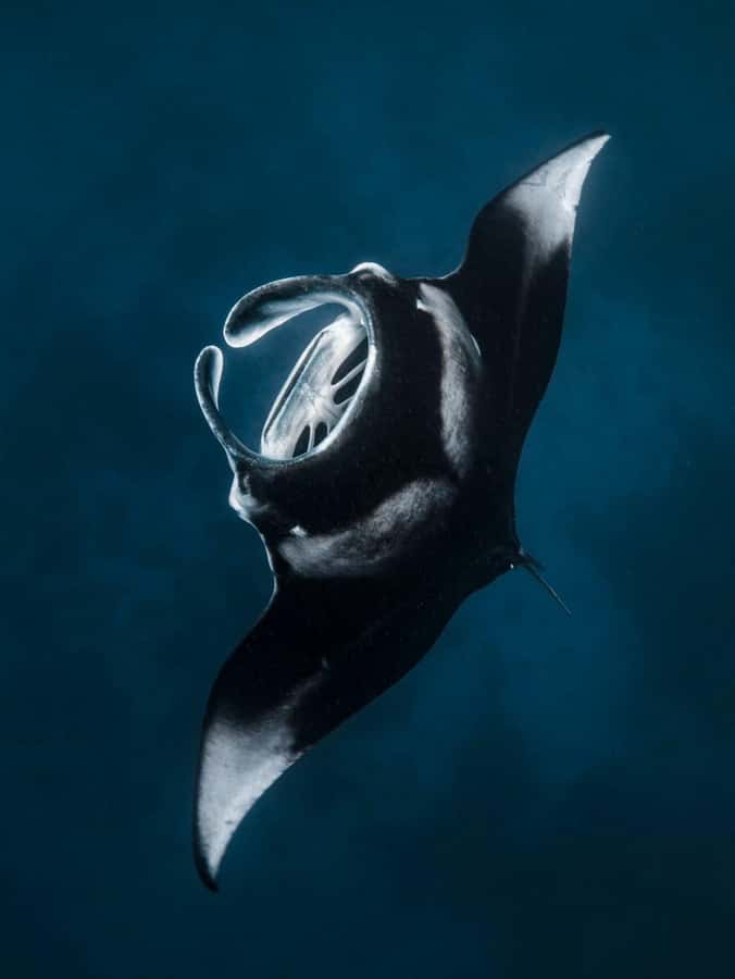 Nusa Penida: Snorkel 3 Spots w/ GoPro & Mangrove Paddle Tour - Manta Bay and the real meaning of that 30 percent note