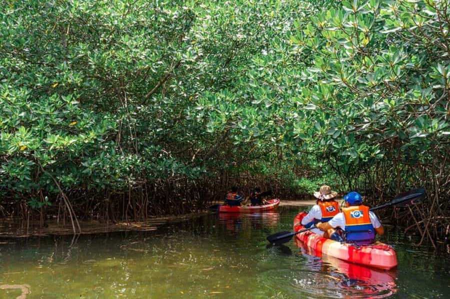 Nusa Penida: Snorkeling 3 Spots with GoPro & Kayak Mangroves - Tour reality checks: what can change your day