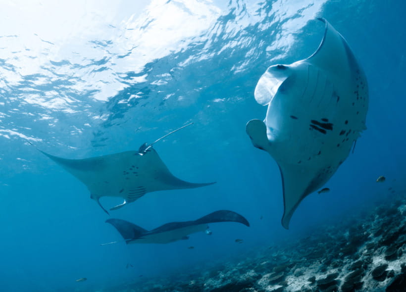Nusa Penida: Spend time snorkeling with rays and turtles - Starting at Virgin Beach Restaurant, then onto the boat