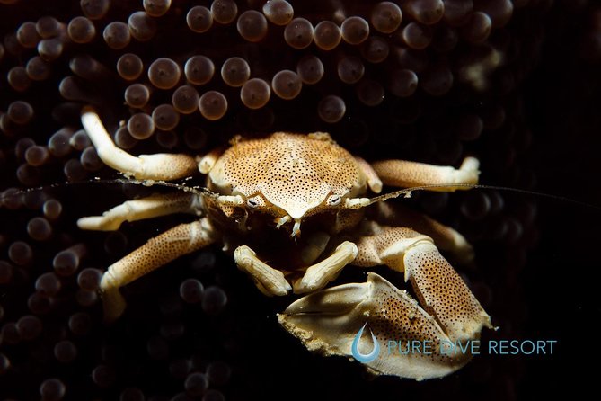 Nusa Penida Two Dives Trip for Certified Divers - Price and Value: Is $132 Worth It for Two Guided Sessions?