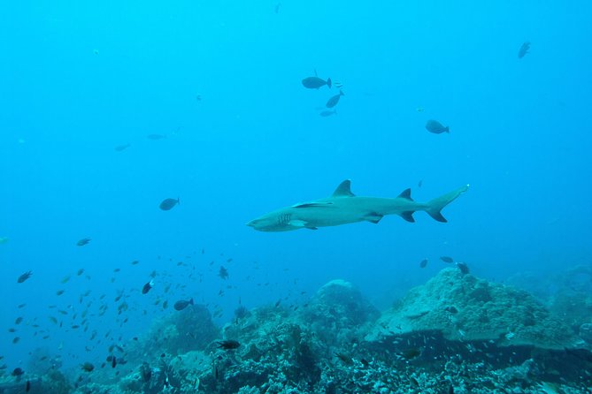 Nusa Penida Two Dives Trip for Certified Divers - Who This Trip Fits Best, and Who Might Want a Different Option