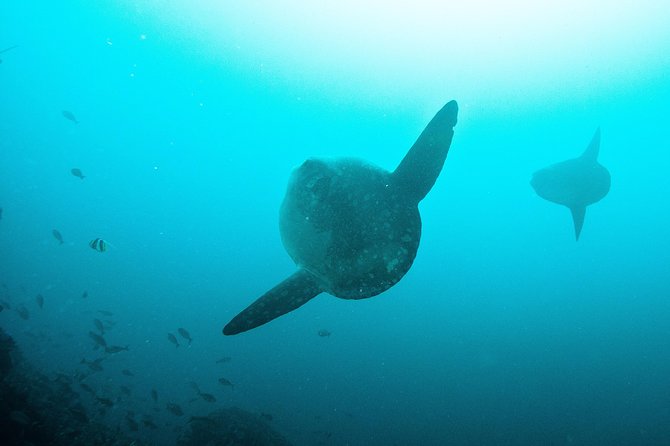 Nusa Penida Two Dives Trip for Certified Divers - First Underwater Session at Manta Point: What to Expect and How to Improve Your Odds