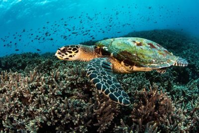 Open Water Course in Nusa Lembongan – Get Certified on remote island (next Bali)