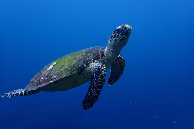 Open Water Course in Nusa Lembongan - Get Certified on remote island (next Bali) - Mangrove Point and Nusa Lembongan: Learning to Move Calmly in Different Water