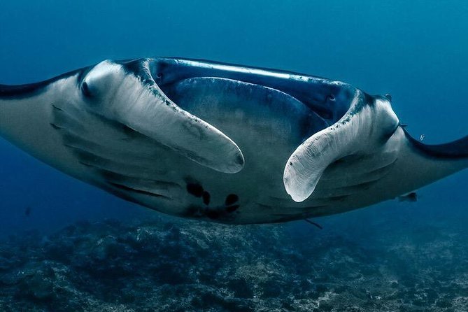 Open Water Course in Nusa Lembongan - Get Certified on remote island (next Bali) - Gear, Gear Checks, and What’s Included in the $461.48 Price