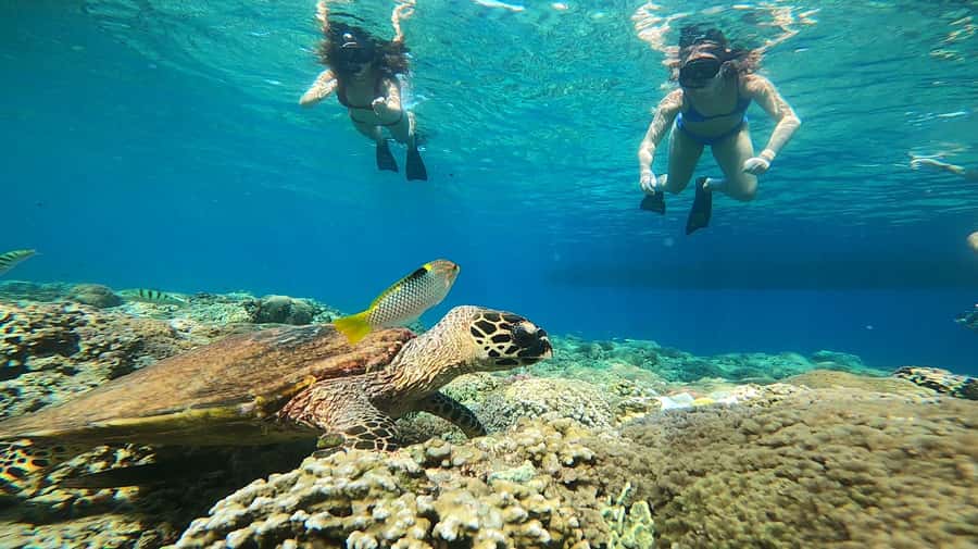 Ozzy Snorkeling 3 Islands Visit Baby Turtles - Key things to know before you go