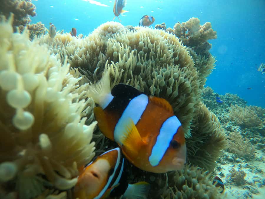 Ozzy Snorkeling 3 Islands Visit Baby Turtles - Gili Meno, Turtle Point, and Blue Coral: how the 270-minute flow works