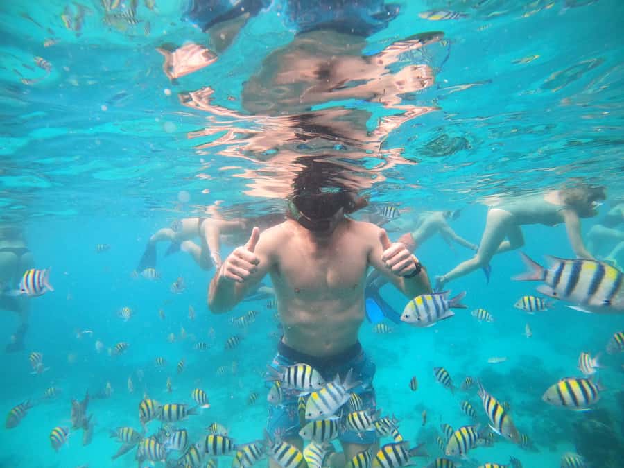 Ozzy Snorkeling 3 Islands Visit Baby Turtles - Turtle Point and baby turtles: how to see sea turtles without stress