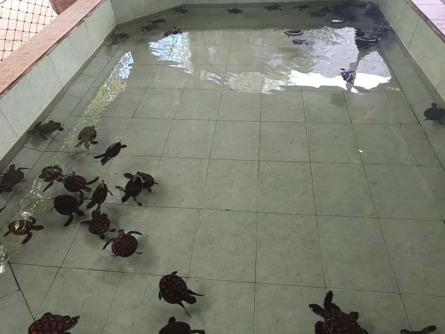 Ozzy Snorkeling 3 Islands Visit Baby Turtles - Lunch and Blue Coral: plan for the color finale, then stay flexible