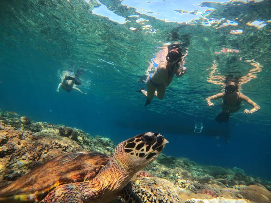 Ozzy Snorkeling 3 Islands Visit Baby Turtles - Glass-bottom boat reality: windows, crowds, and boarding comfort