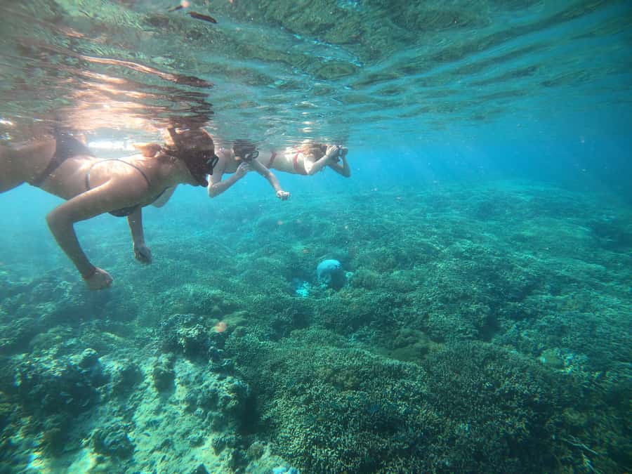 Ozzy Snorkeling 3 Islands Visit Baby Turtles - Price and value at about $12 per person