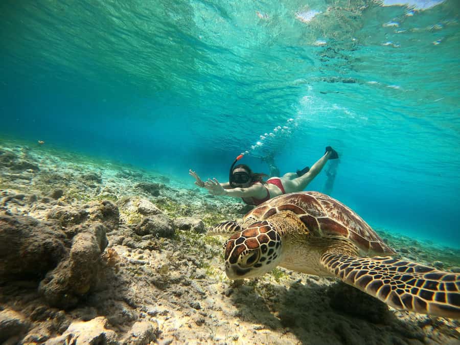 Ozzy Snorkeling 3 Islands Visit Baby Turtles - Where to check in at Ozzy Snorkeling Center (and what to bring)
