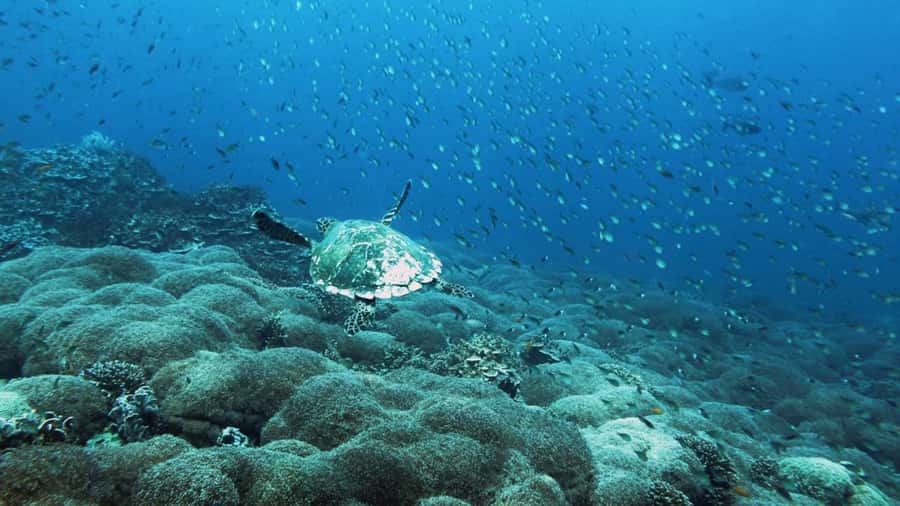 Padang West Sumatra: Hoping Island Fullday Tour - Price value check: what $123 per group really buys