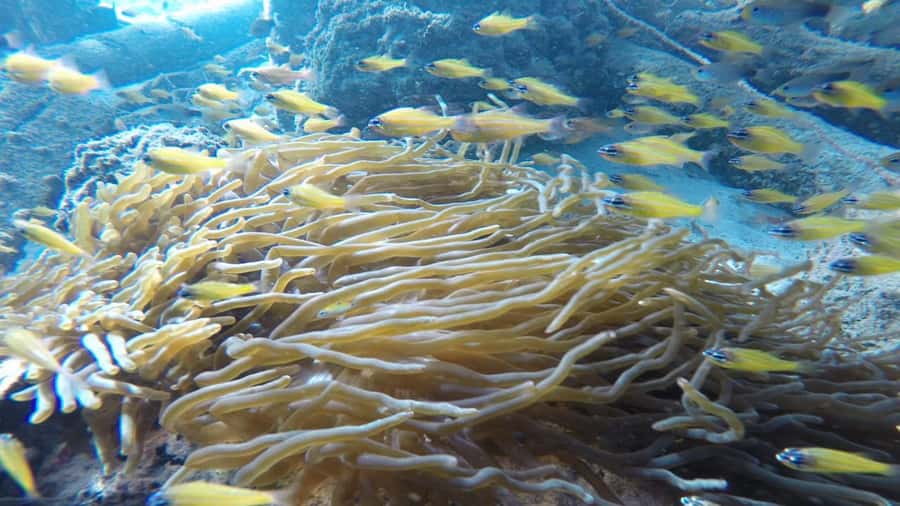 Padang West Sumatra: Hoping Island Fullday Tour - Should you book Hoping Island from Padang West Sumatra?