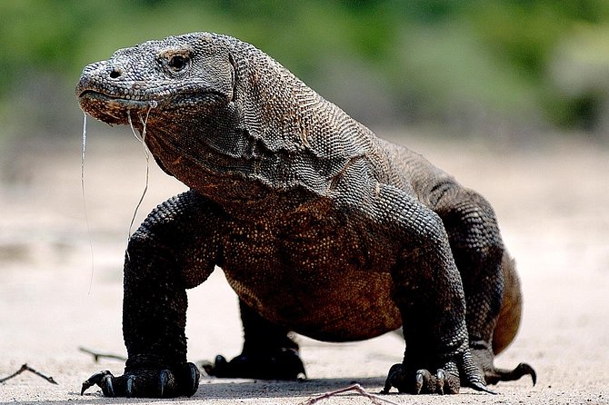Private boat trip Komodo 2 or more person for 3 days 2 nights, Kelor, Rinca... - A Private Boat Means More Control in Komodo Waters