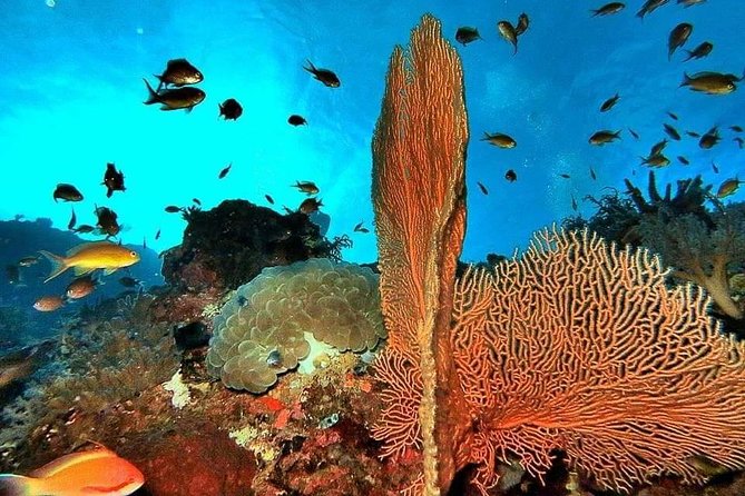 Private boat trip Komodo 2 or more person for 3 days 2 nights, Kelor, Rinca... - Day 3: Manta Point Snorkeling, Taka Makassar Sandbanks, Kanawa and Possible Turtles