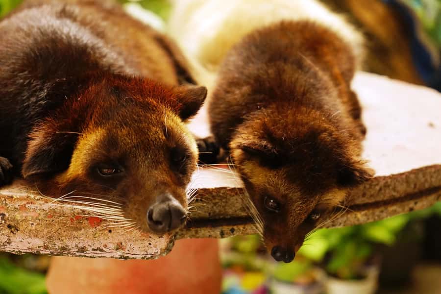 Private Sekumpul Waterfall Hiking Tour - Coffee plantation stop: kopi luwak tastings and what you should know
