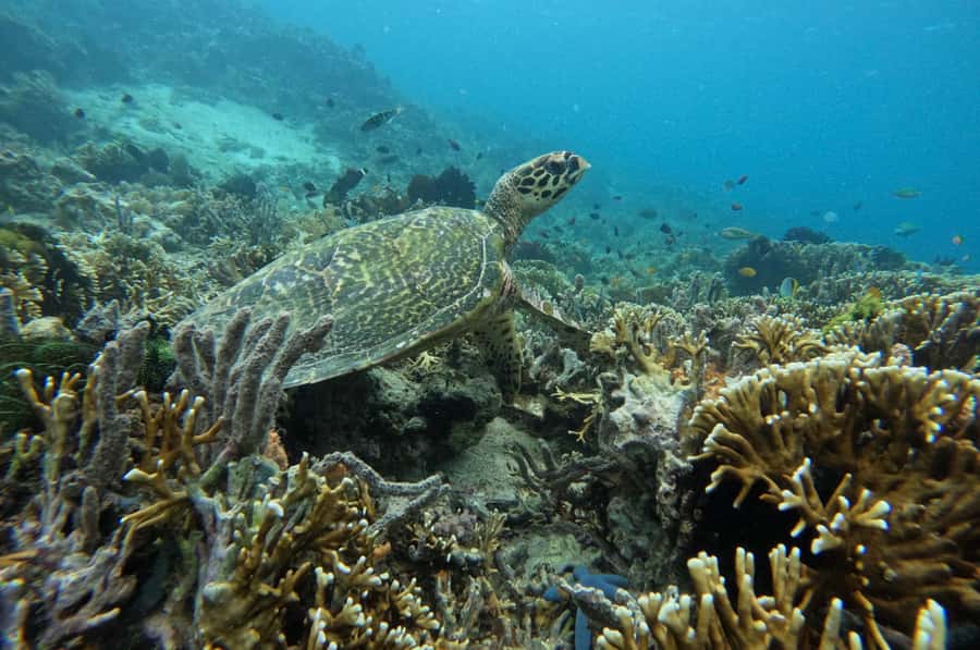 Private Snorkeling GIli Asahan, Goleng, Gili Layar & Gede - Gili Layar for Quiet Swimming and the Most Practical Lunch Stop