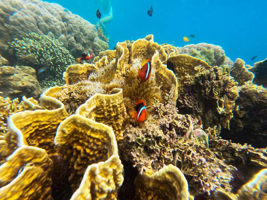 Private Snorkeling GIli Asahan, Goleng, Gili Layar & Gede - Gili Asahan: Relaxing Beach Time Between Reef Moments