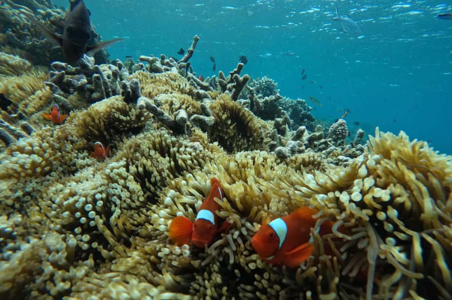 Private Snorkeling GIli Asahan, Goleng, Gili Layar & Gede - Gili Goleng: The Southern Side of Calm