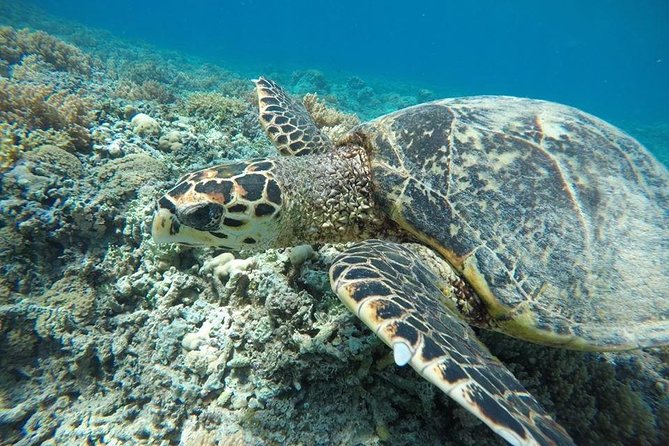 Private Snorkeling Gili Island (Coral, Statue and Turtle) - Price and what you actually get for $55.10