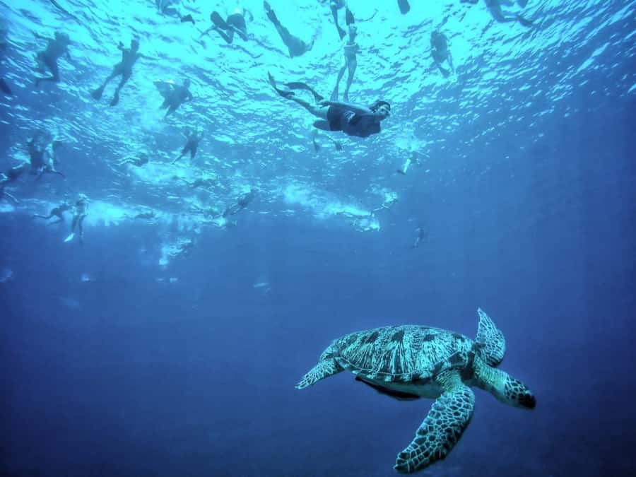 Private Snorkeling Gili Islands Full Day Tour - Windy day reality: how the tour handles rougher conditions