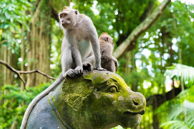 Private Tour: Ubud Highlights - Stop 1, Sacred Monkey Forest Sanctuary: Fun, Fast, and Photo-Friendly