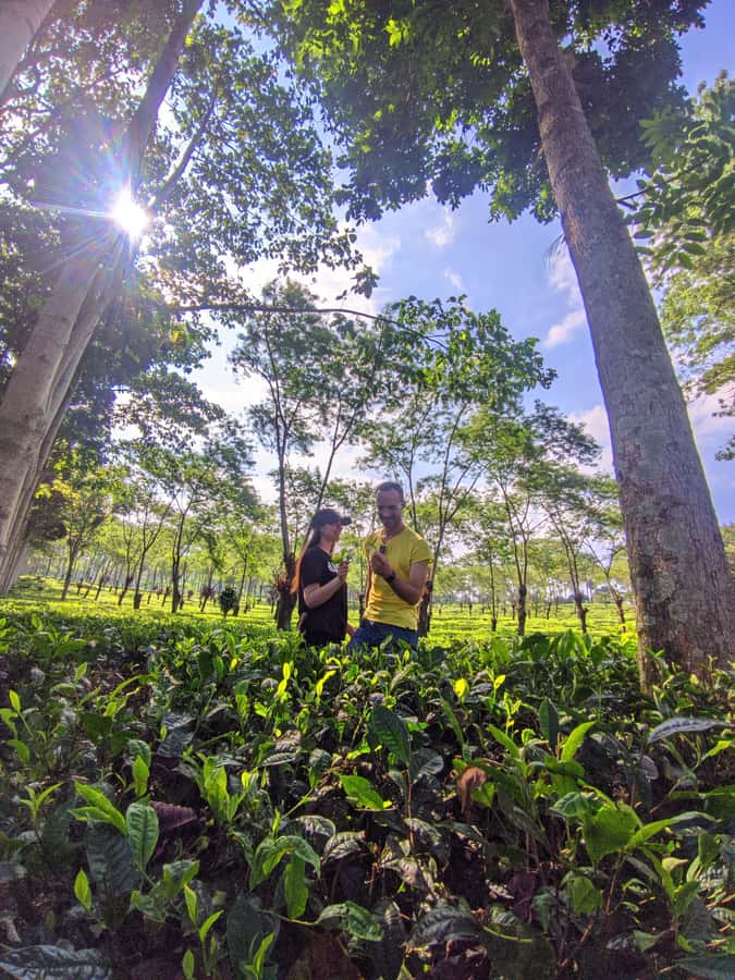 Private Trip Malang/Surabaya : Tour Tea Plantation Wonosari - Wonosari Tea Garden: the setting that makes the tour feel worth it