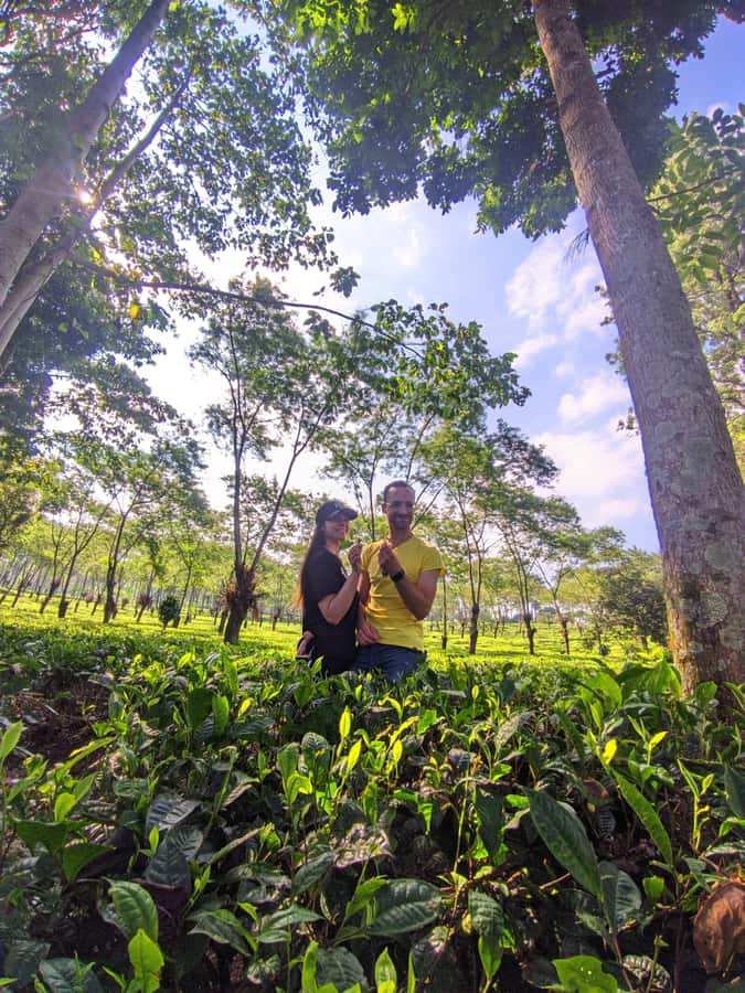 Private Trip Malang/Surabaya : Tour Tea Plantation Wonosari - Tea rows, photo stop, and the walk that sets up the picking