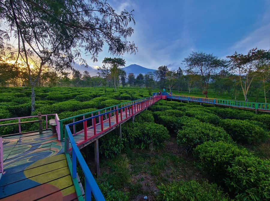 Private Trip Malang/Surabaya : Tour Tea Plantation Wonosari - Wonosari’s rides and facilities: fun extras without taking over