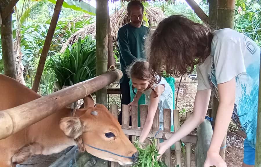 Pure Bali Village Experience Cooking & Jamu Class, Transfer - Help plant rice, meet Manis, and meet the stingless Trigona bees